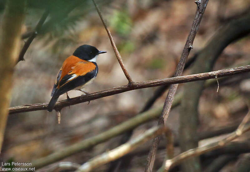 Black-banded Flycatcher