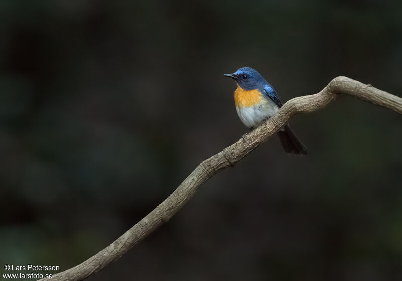 Chinese Blue Flycatcher