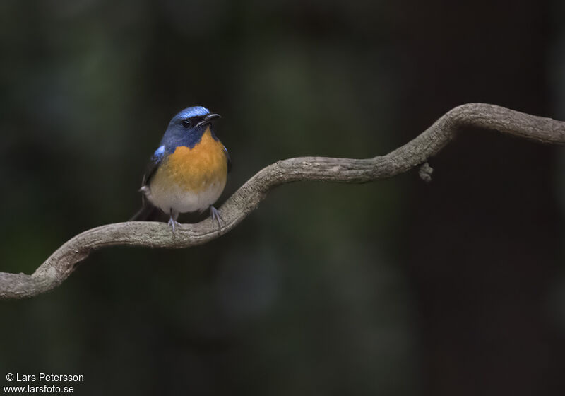 Chinese Blue Flycatcher