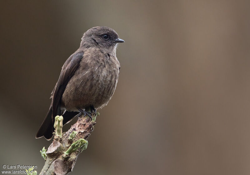 Sooty Flycatcher