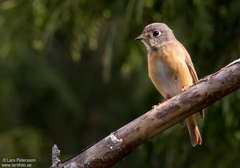 Gobemouche ferrugineux