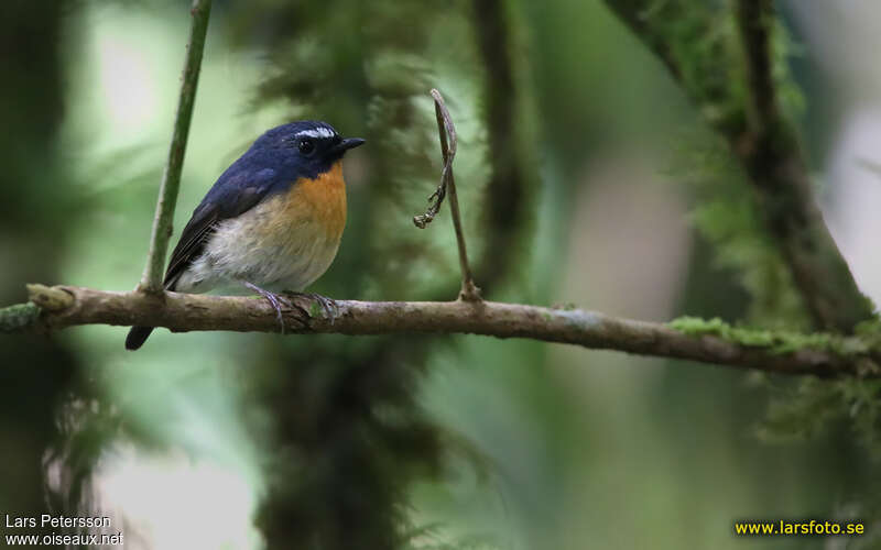 Snowy-browed Flycatcher male adult