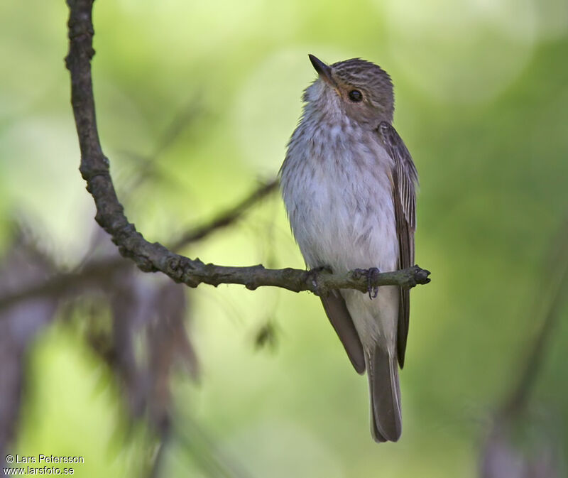 Spotted Flycatcher