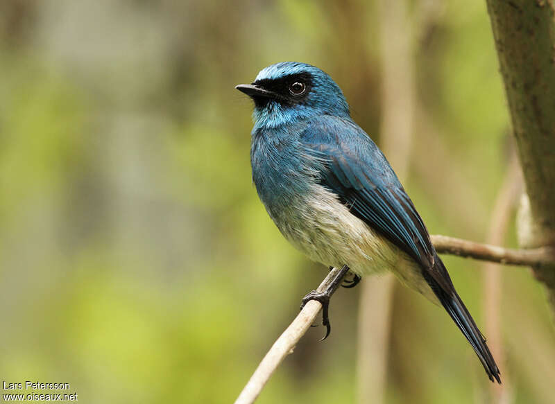 Indigo Flycatcher, identification