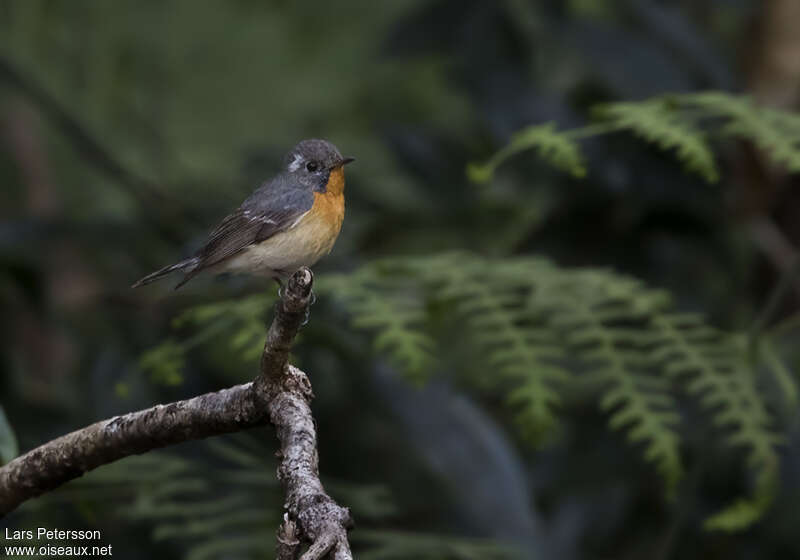 Mugimaki Flycatcher male Second year, identification