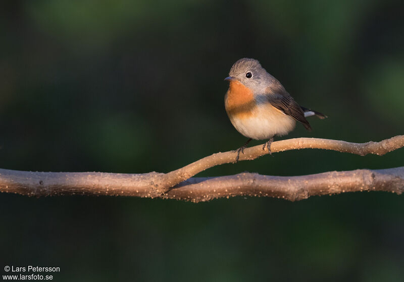 Red-breasted Flycatcher