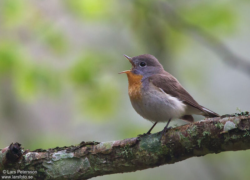 Red-breasted Flycatcher