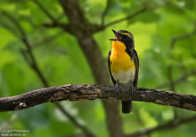 Narcissus Flycatcher