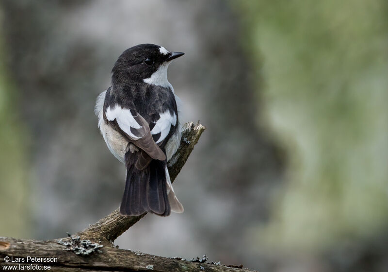 Gobemouche noir