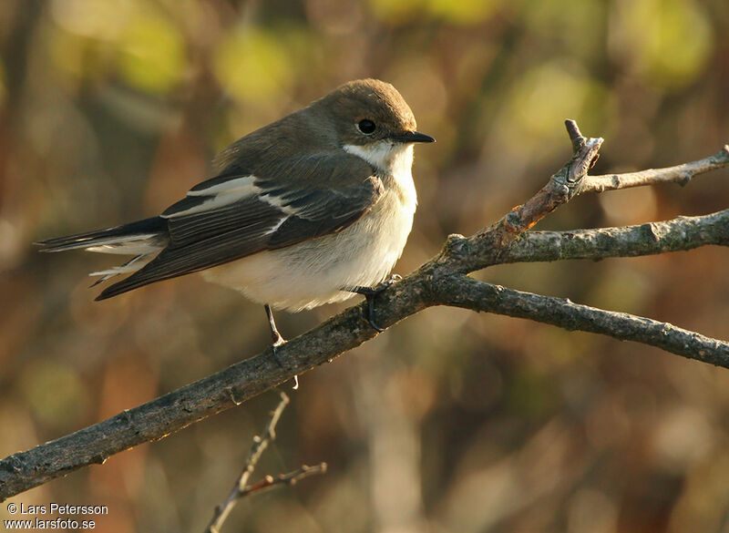 European Pied Flycatcher