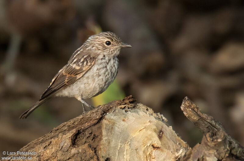 Pale Flycatcher