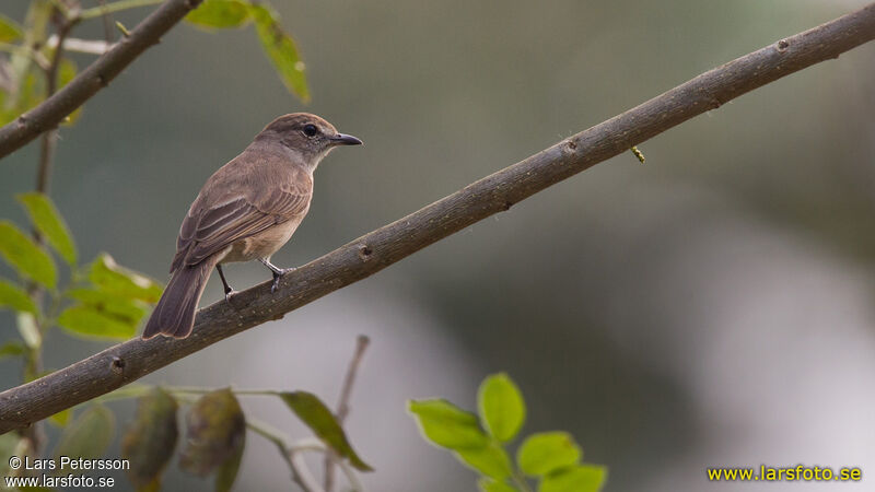 Pale Flycatcher