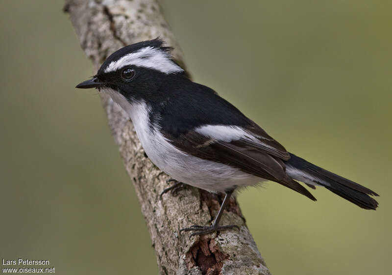 Little Pied Flycatcheradult