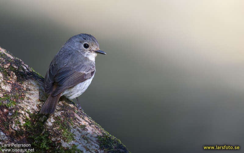 Little Pied Flycatcher female adult