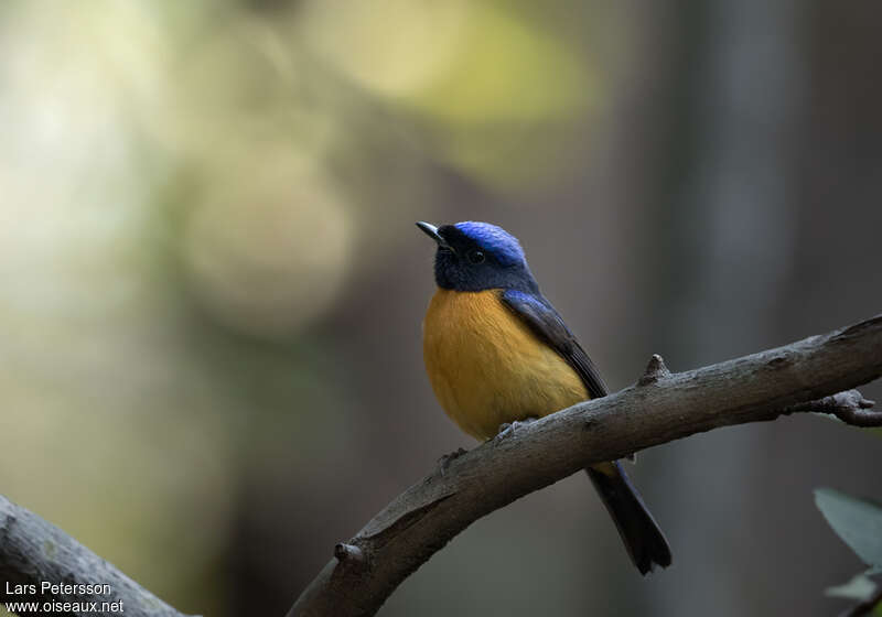 Rufous-bellied Niltava male adult, close-up portrait