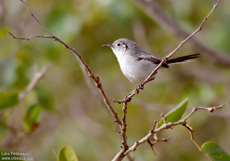 Cuban Gnatcatcheradult, identification