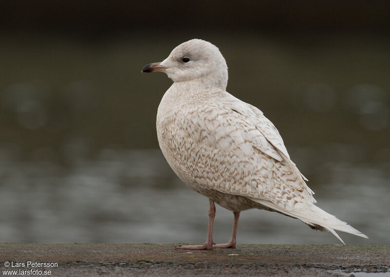 Iceland Gull