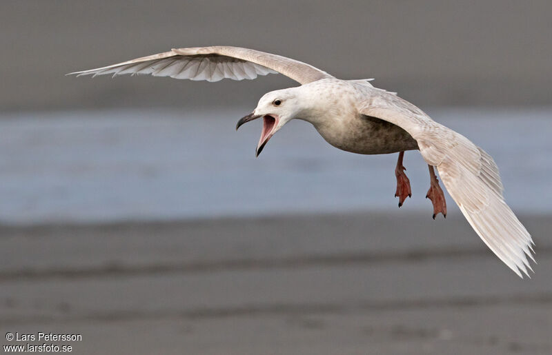 Glaucous-winged Gull