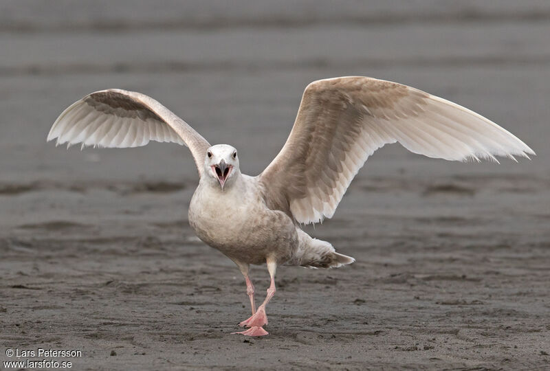 Glaucous-winged Gull