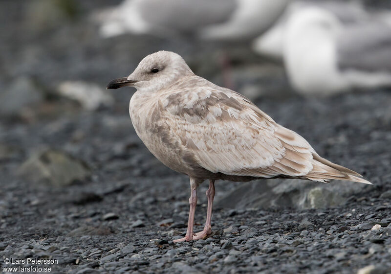 Goéland à ailes grises