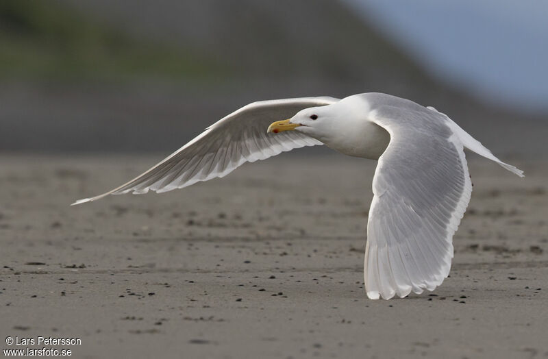 Goéland à ailes grises