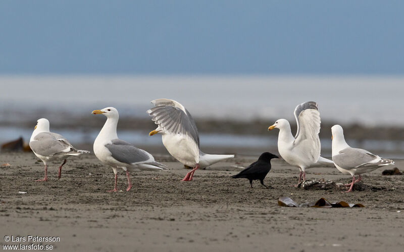 Goéland à ailes grises