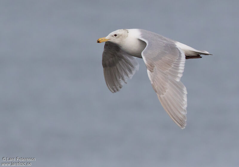 Glaucous-winged Gull