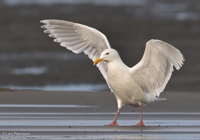 Glaucous-winged Gull