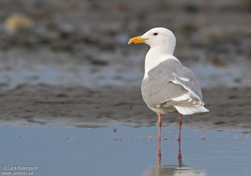 Glaucous-winged Gull