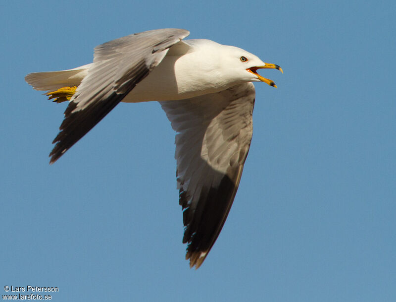 Ring-billed Gull