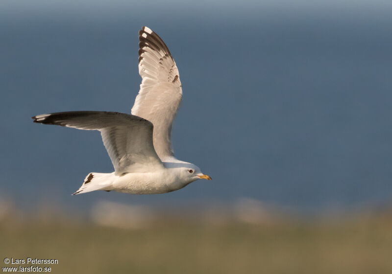 Short-billed Gull