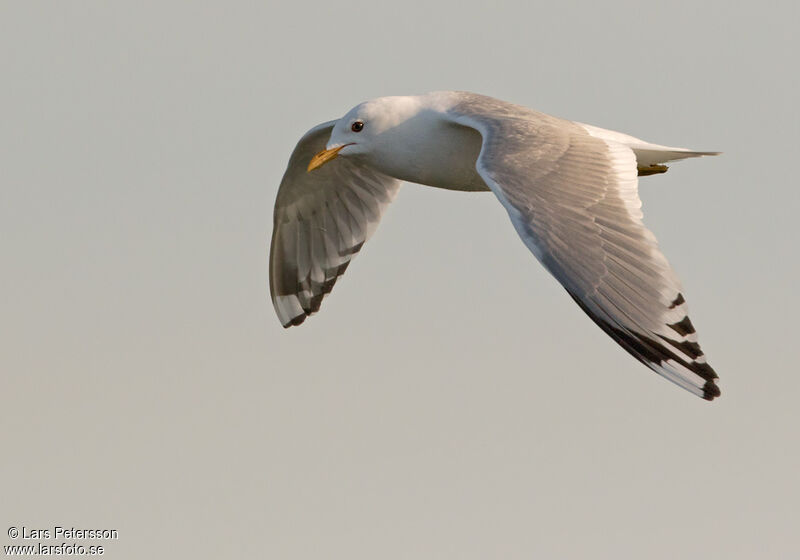 Short-billed Gull