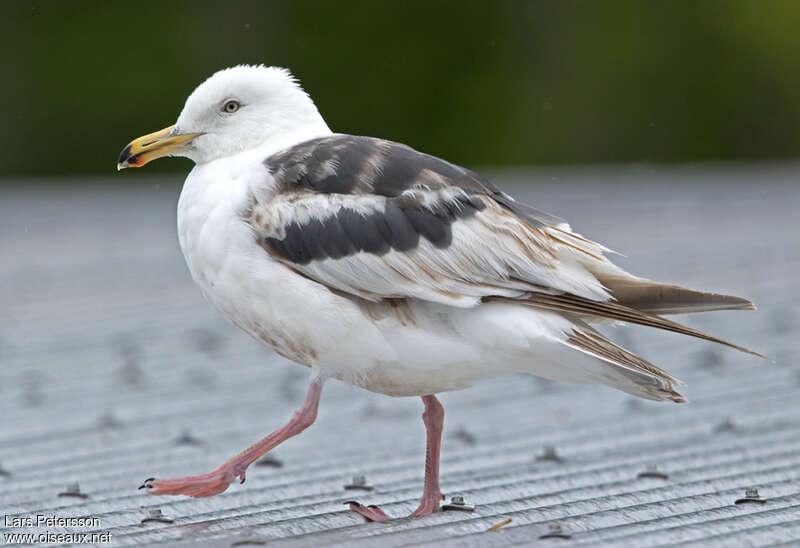 Slaty-backed Gullsubadult transition