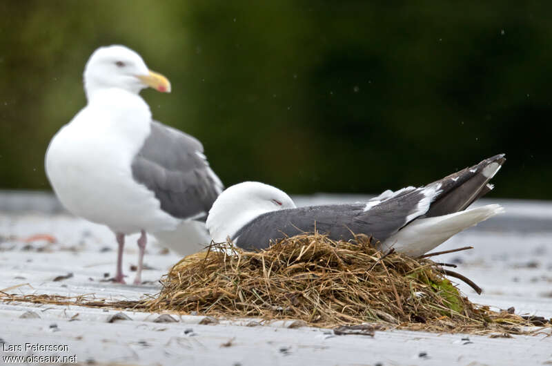 Slaty-backed Gulladult, Reproduction-nesting