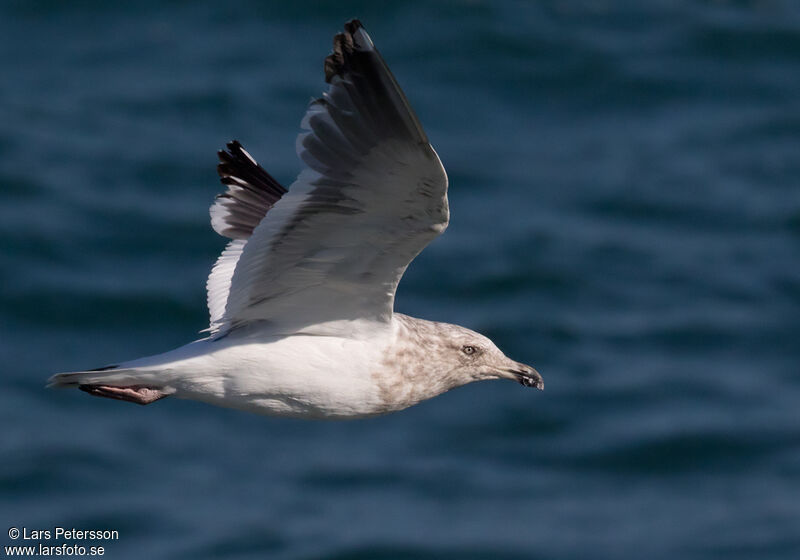 Slaty-backed Gull