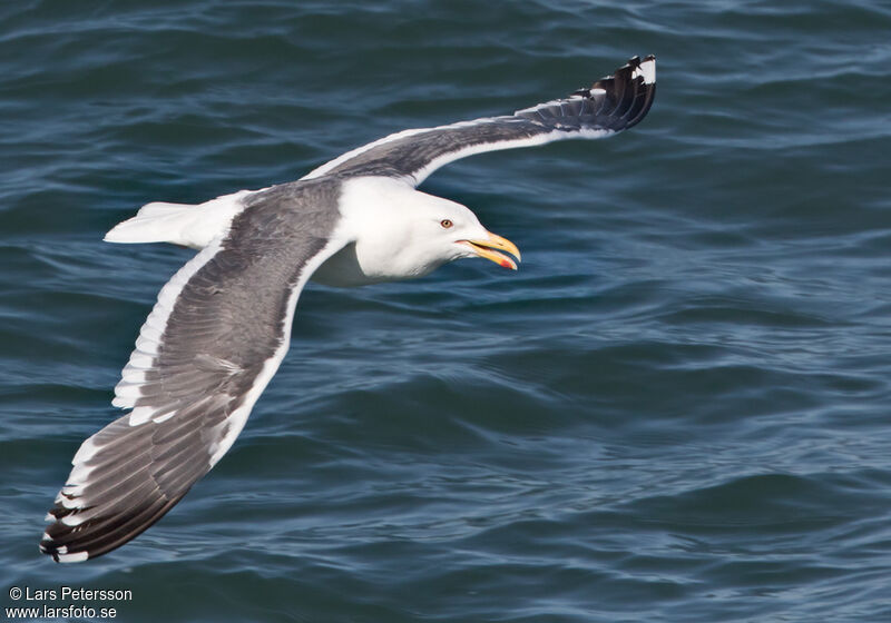 Slaty-backed Gull