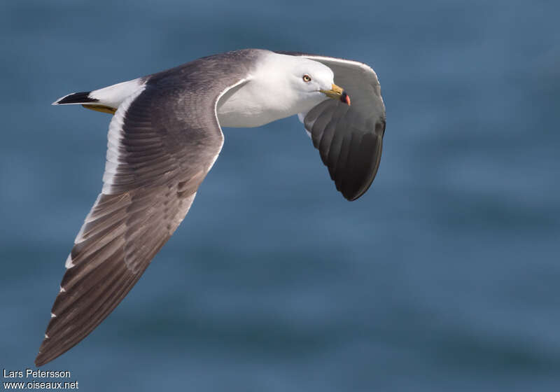 Black-tailed Gulladult breeding, pigmentation, Flight