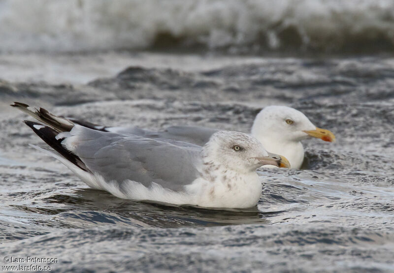 European Herring Gull