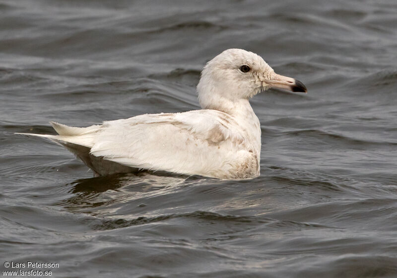 Glaucous Gull