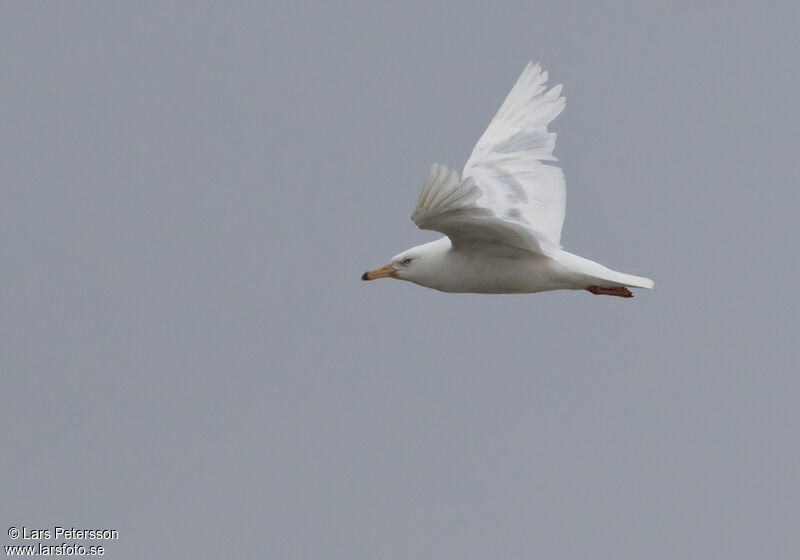 Glaucous Gull