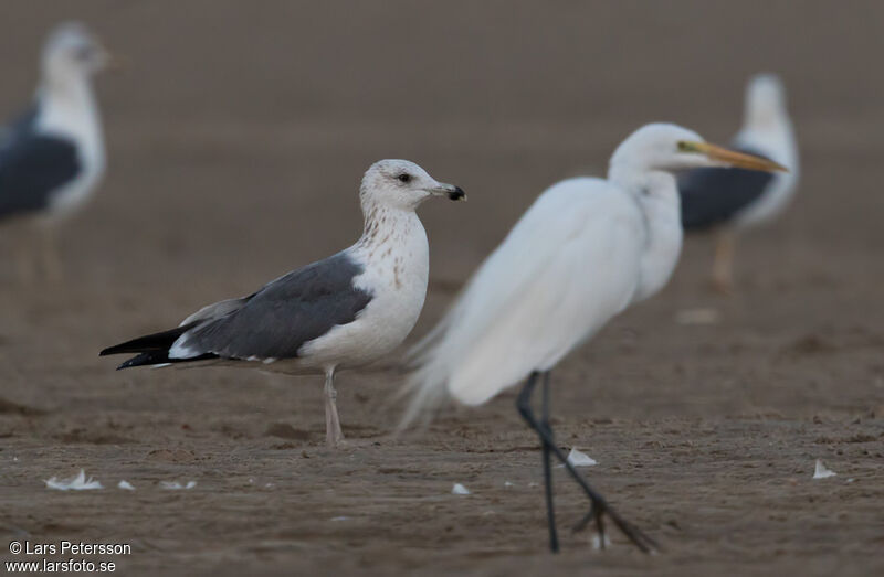 Lesser Black-backed Gull