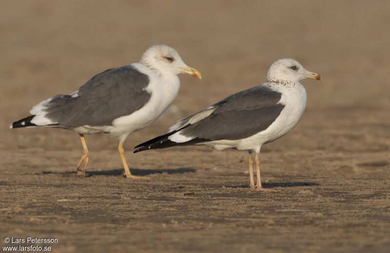 Lesser Black-backed Gull