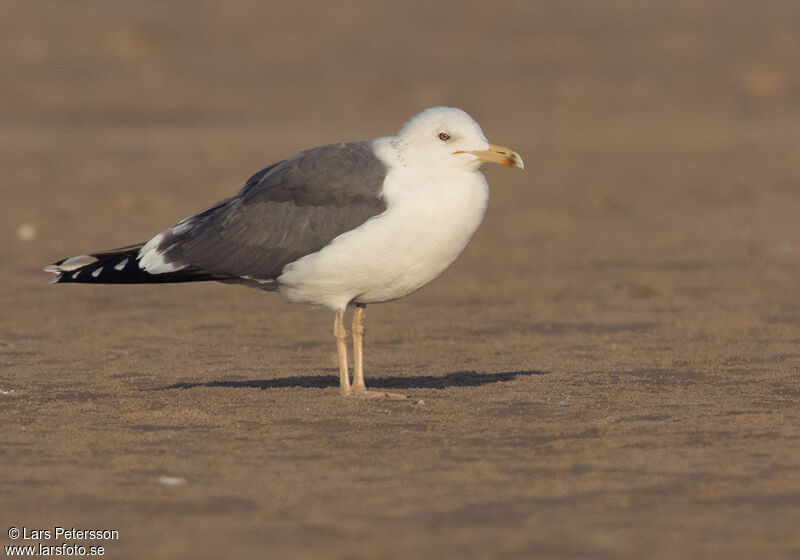 Lesser Black-backed Gull