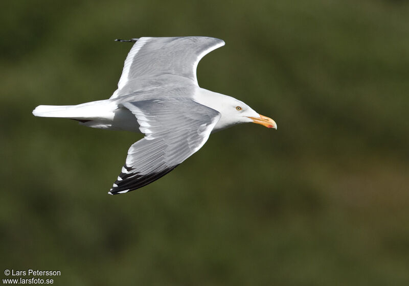 American Herring Gull