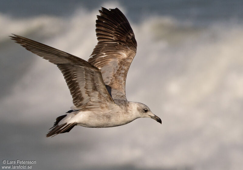 Audouin's Gull