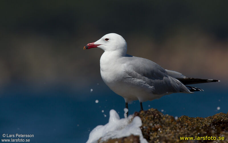 Audouin's Gull