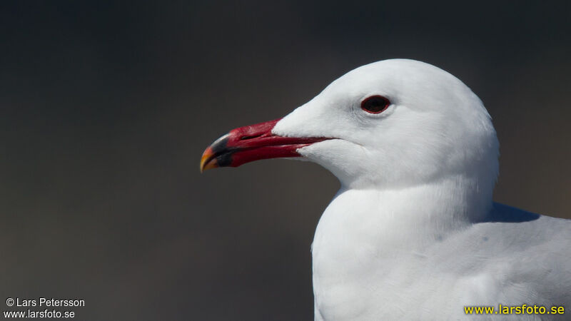 Audouin's Gull