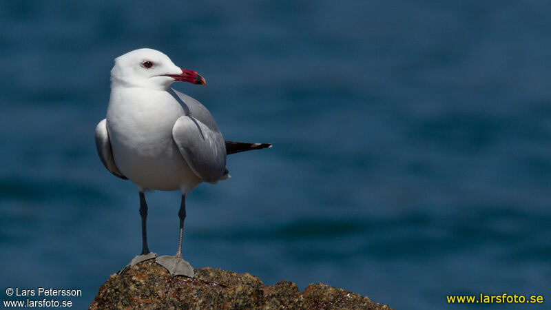 Audouin's Gull