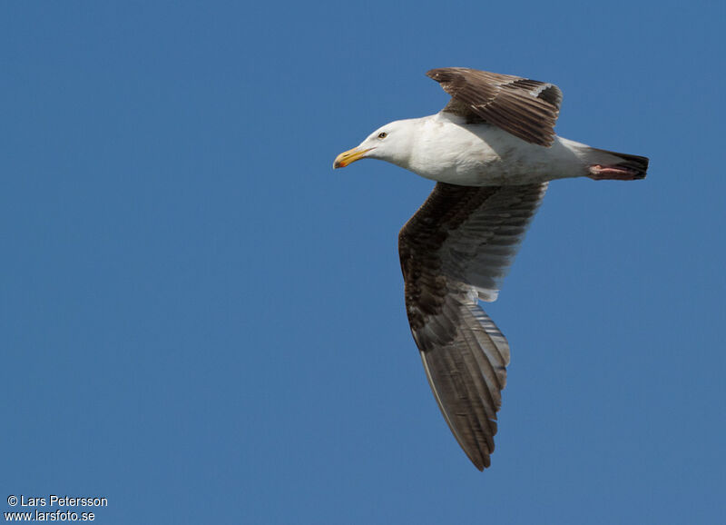 Goéland d'Audubon