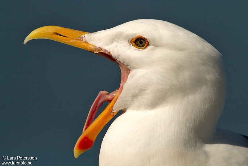 Western Gull